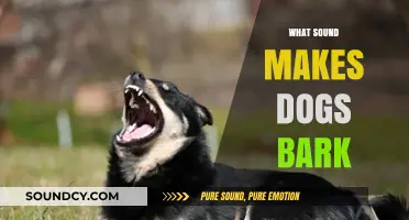 Uncovering the Noises That Trigger Your Dog's Barking Behavior