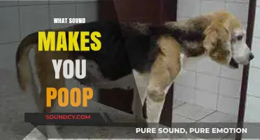 Unraveling the Surprising Connection Between Sounds and Bowel Movements