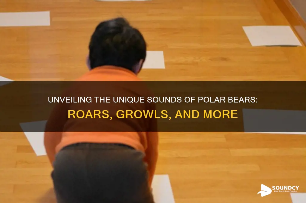 what sound polar bear make
