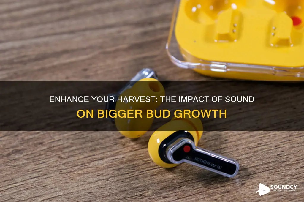 what sound produce bigger buds