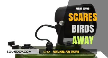 Effective Bird Deterrent Sounds: What Scares Birds Away Instantly?