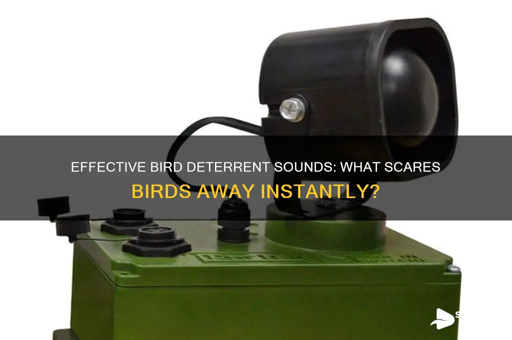 what sound scares birds away