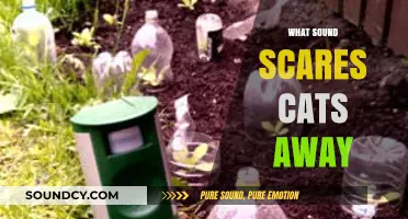 Unwanted Guests? Discover the Sounds That Scare Cats Away Fast