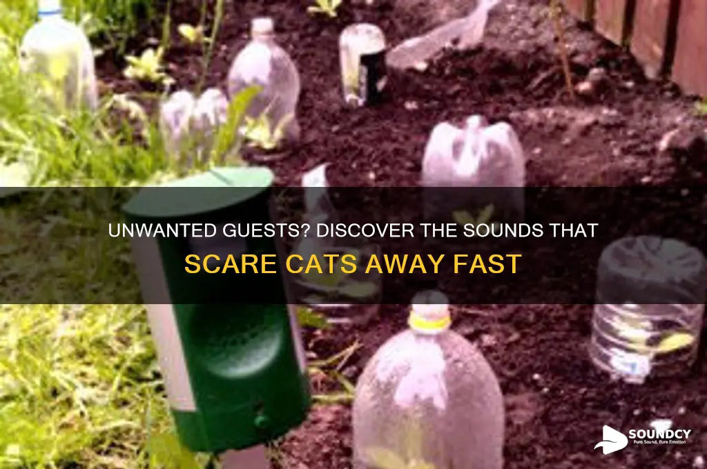 what sound scares cats away