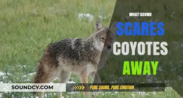Effective Sounds to Deter Coyotes: Protect Your Property and Pets