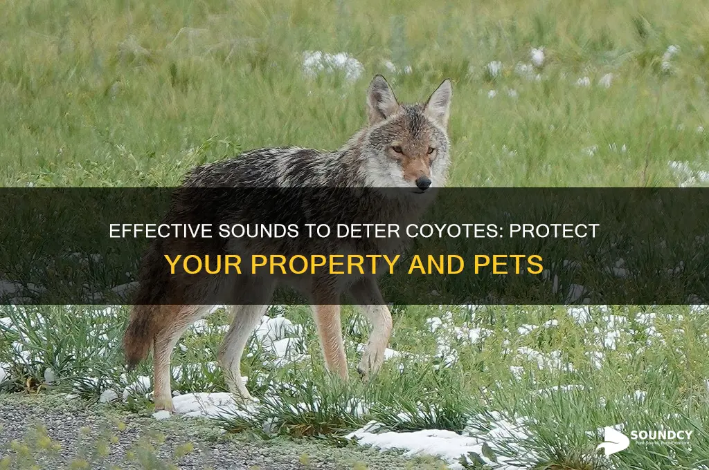 what sound scares coyotes away