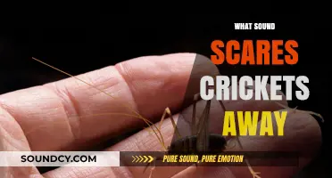 Unveiling the Secret: Sounds That Instantly Scare Crickets Away