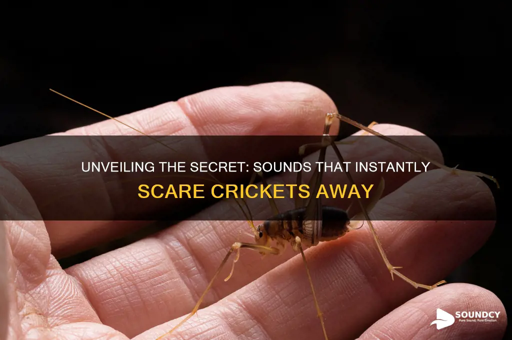 what sound scares crickets away