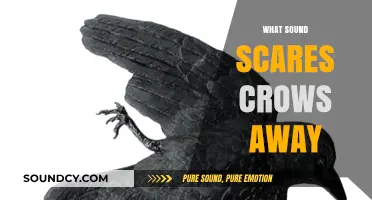 Effective Sounds to Deter Crows: What Works Best for Bird Control