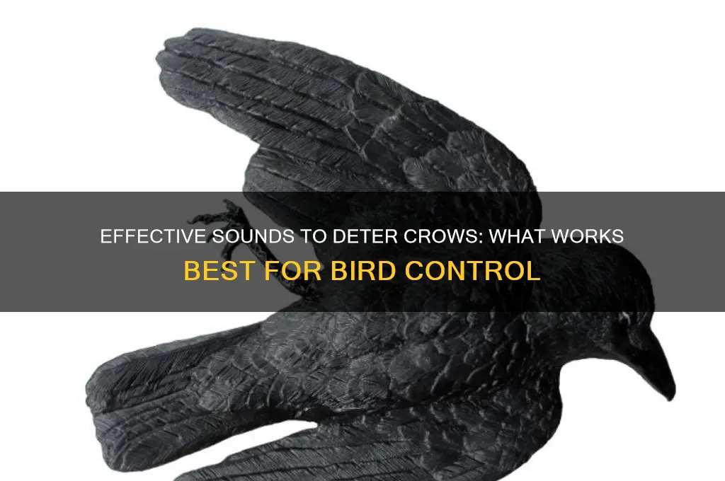 what sound scares crows away