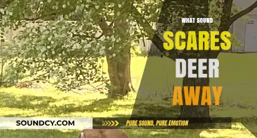 Effective Sounds to Scare Deer Away: Protect Your Garden Naturally