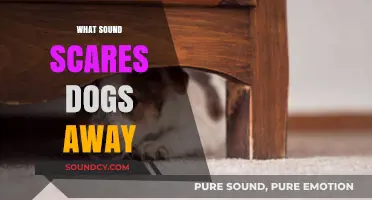 Unleash the Truth: Sounds That Terrify Dogs and How to Help