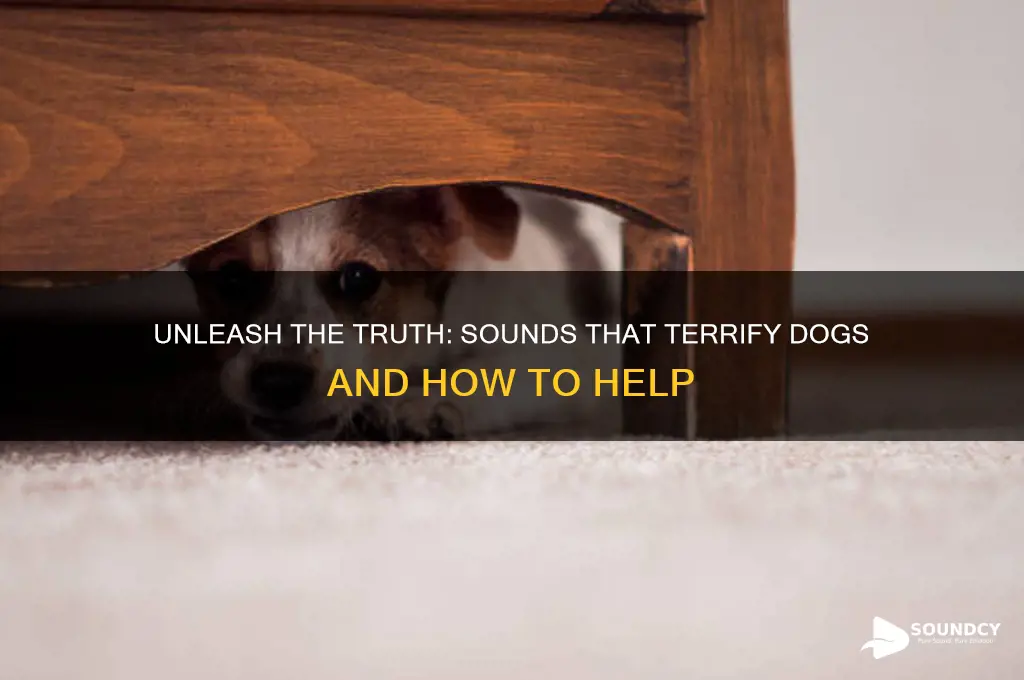 what sound scares dogs away