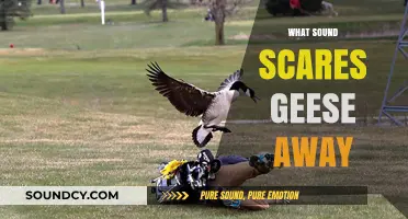 Effective Sounds to Deter Geese: Strategies for Keeping Them Away