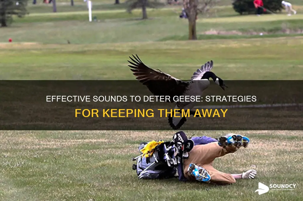 what sound scares geese away