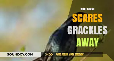 Effective Sounds to Deter Grackles: A Guide to Bird Control