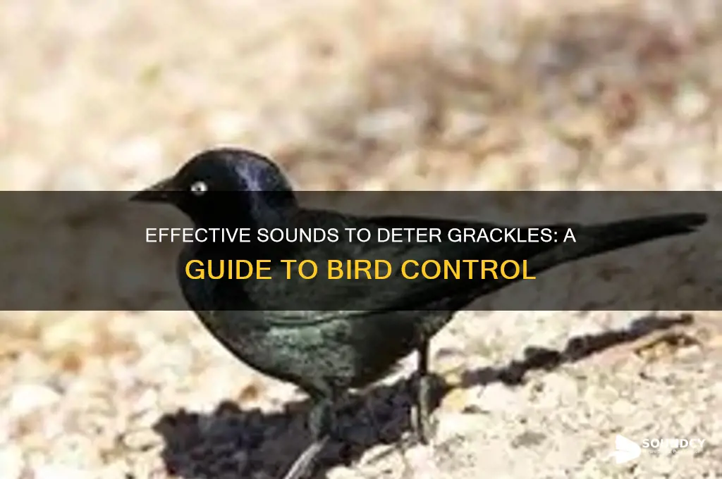 what sound scares grackles away