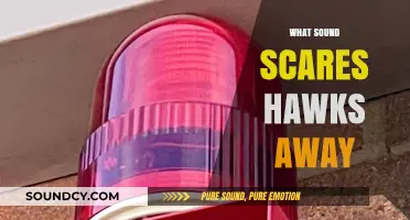 Effective Sounds to Deter Hawks: Protect Your Space Naturally