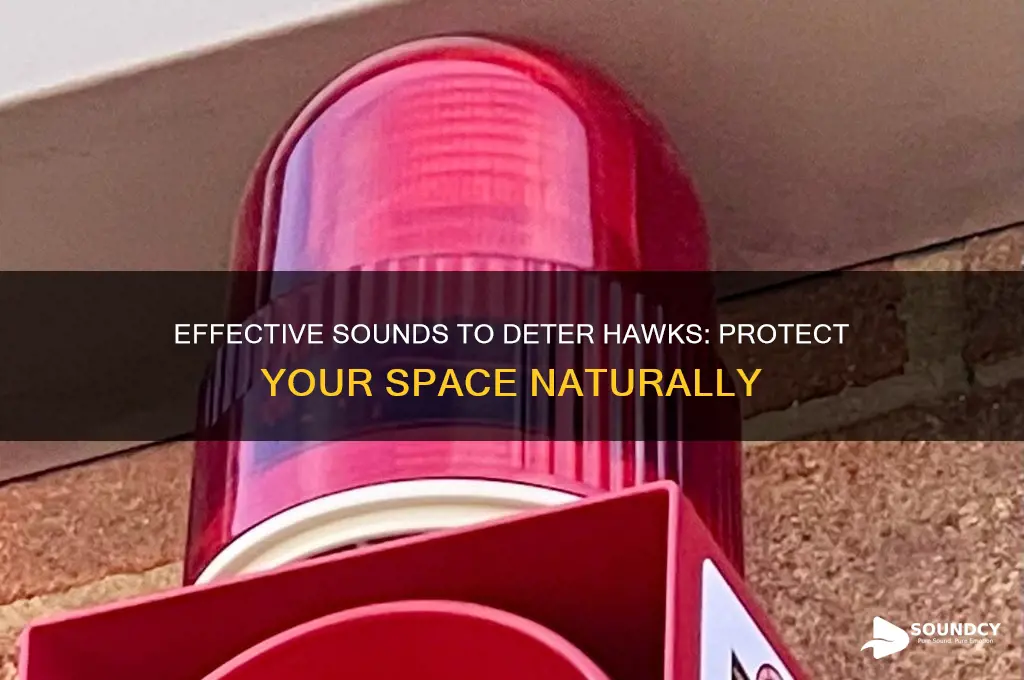 what sound scares hawks away