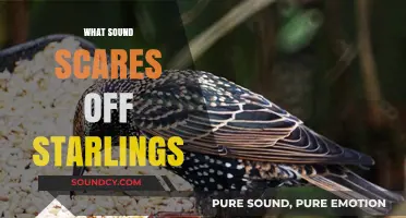 Effective Sounds to Deter Starlings: A Guide to Bird Control