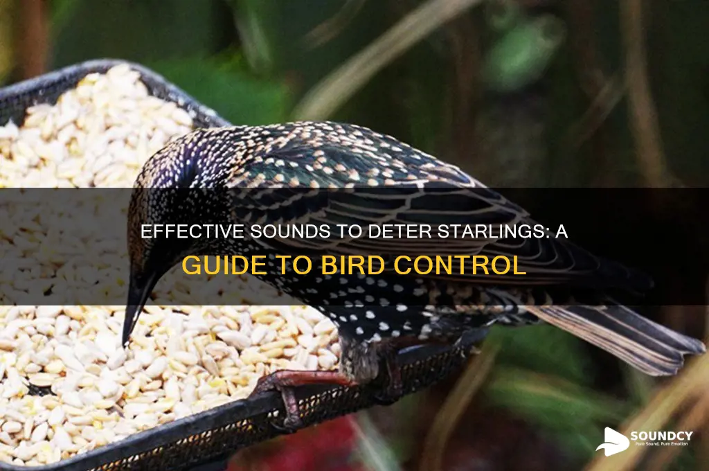 what sound scares off starlings