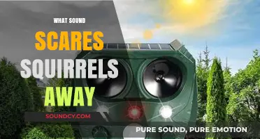 Effective Sounds to Scare Squirrels Away: Tips and Tricks for Success