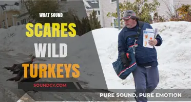 Unveiling the Terrifying Sounds That Send Wild Turkeys Running