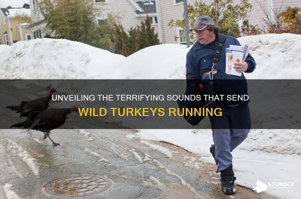 what sound scares wild turkeys