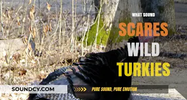 Unveiling the Terrifying Sounds That Send Wild Turkeys Running
