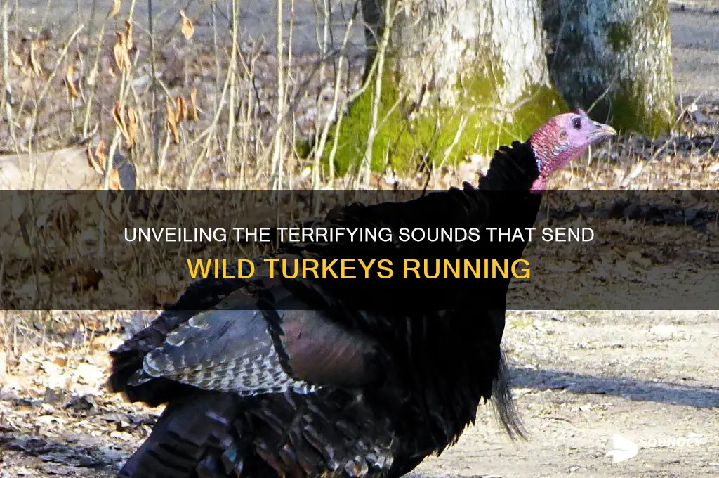 what sound scares wild turkies