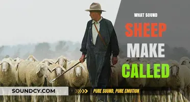 Understanding the Unique Vocalization: What Sound Do Sheep Make?