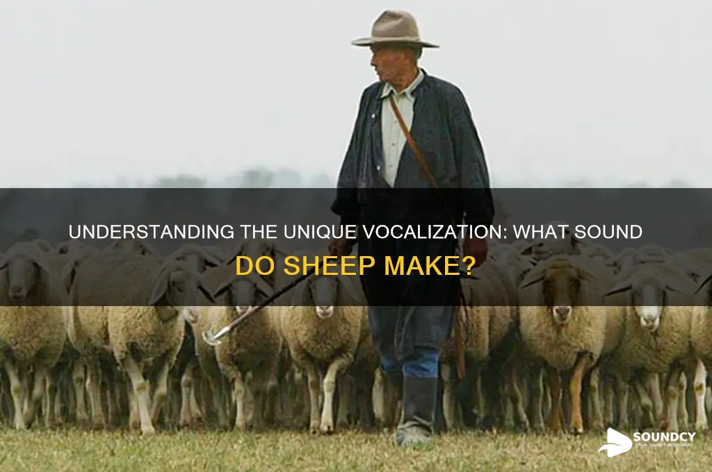 what sound sheep make called