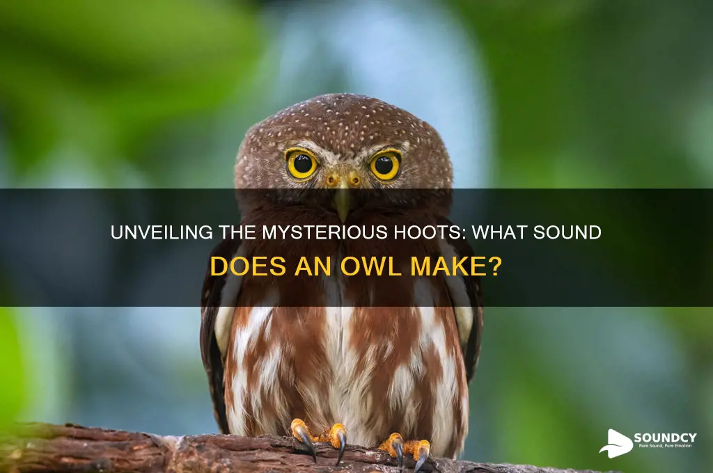 what sound that owl makes