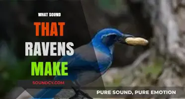 Unraveling the Mystery: What Sound Do Ravens Make?