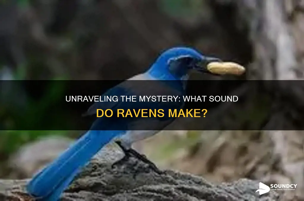 what sound that ravens make