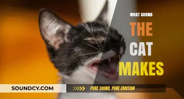 Understanding the Unique Sounds Cats Make and What They Mean