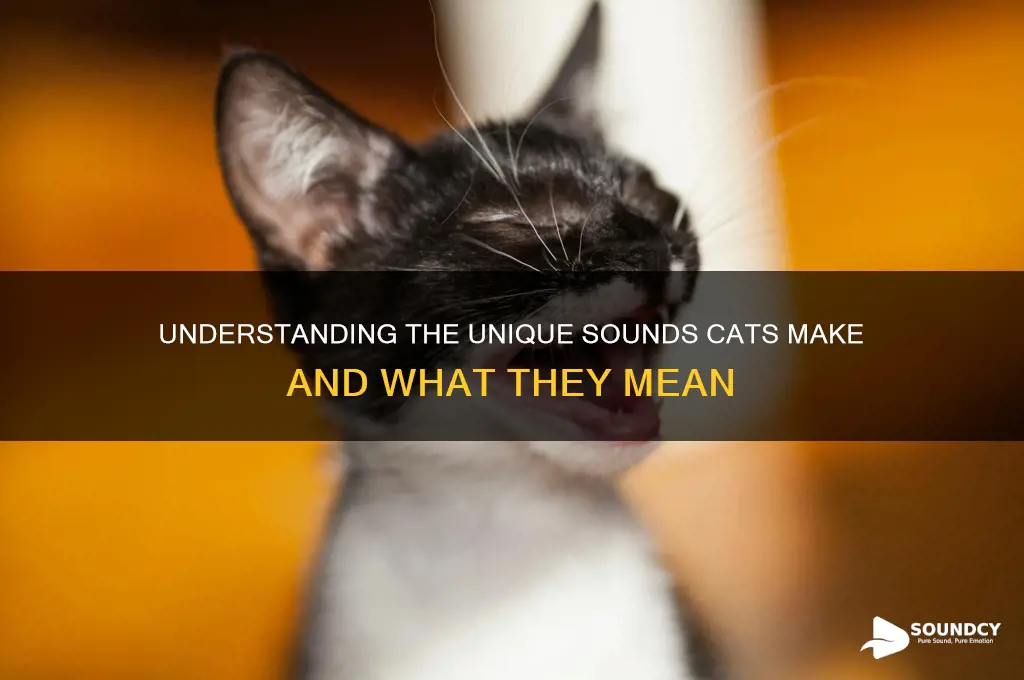 what sound the cat makes