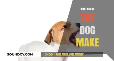 Understanding the Unique Sounds Dogs Make and What They Mean