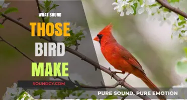 Decoding Bird Sounds: What Noises Do Different Birds Make?