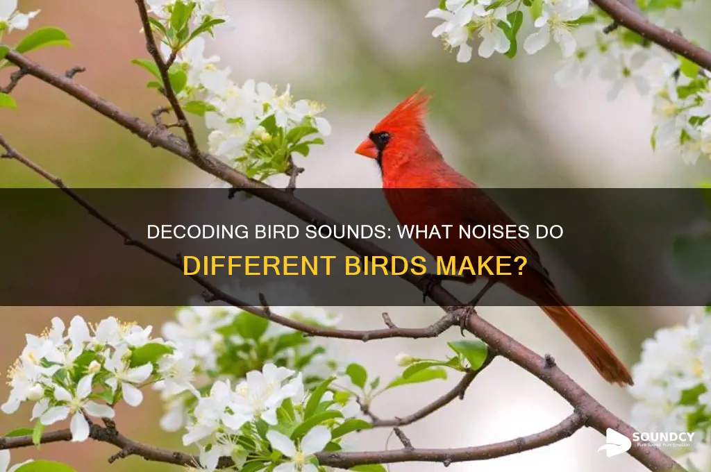 what sound those bird make