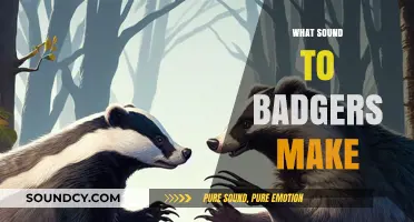Unveiling the Mystery: What Sounds Do Badgers Make in the Wild?