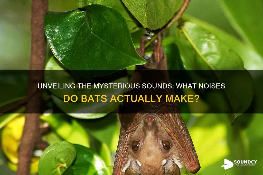 what sound to bats make