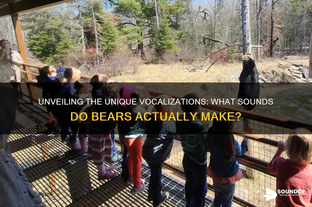what sound to bears make