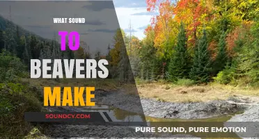 Unveiling the Unique Vocalizations: What Sounds Do Beavers Actually Make?