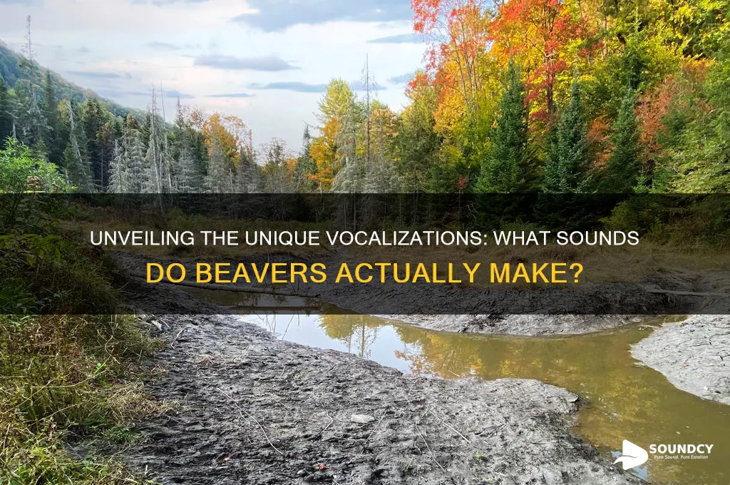 what sound to beavers make