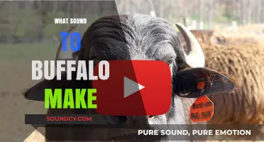 Unveiling the Unique Vocalizations: What Sound Do Buffalo Make?
