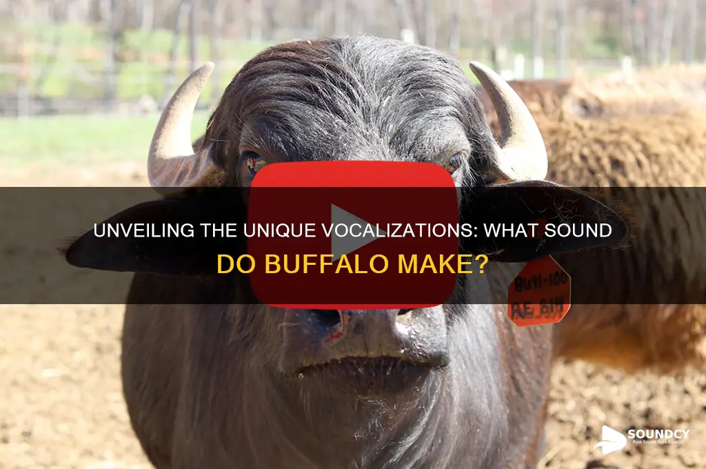 what sound to buffalo make
