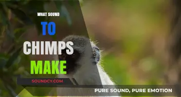 Unveiling the Unique Vocalizations: What Sounds Do Chimps Make?