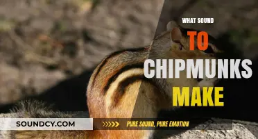 Discover the Unique Chirps and Squeaks: What Sounds Do Chipmunks Make?