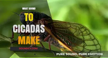 Unraveling the Buzz: What Sound Do Cicadas Make and Why?